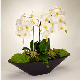 White Orchids in Large Metal Boat-Shaped Container