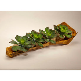 Echeveria Succulents in Hand-Carved Wood Log