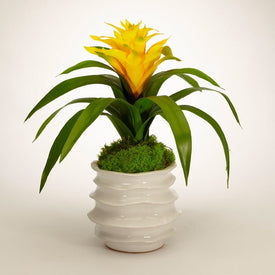 Yellow Bromeliad in White Wavy Pot