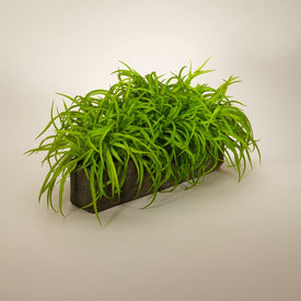 Tree Grass in Large Rectangular Black Box