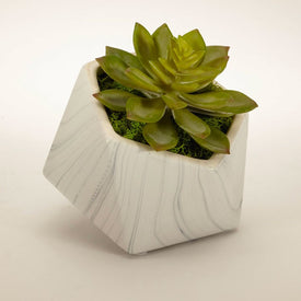 Echeverria Succulent in White Marble Pentagon