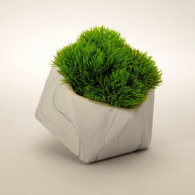 Baby Grass Succulent in White Marble Pentagon