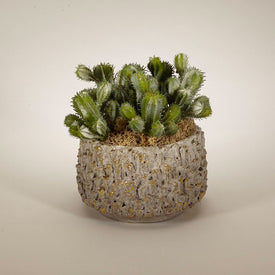 Baby Cactus in Polished Clay Container