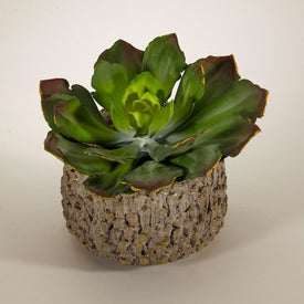 Echeverria in Polished Clay Container