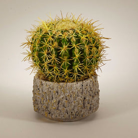Barrel Cactus in Polished Clay Container