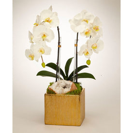 Double White Orchids with Moroccan Geode in Gold Square Container