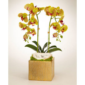 Double Green Orchids with Moroccan Geode in Gold Square Container