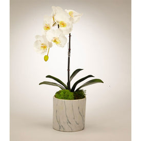 White Orchid in White Marble Container