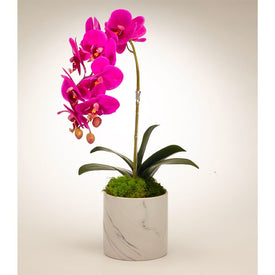 Fuchsia Orchid in White Marble Container