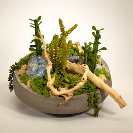 Succulents with Blue Calcite and Drift Wood in Large Concrete Bowl