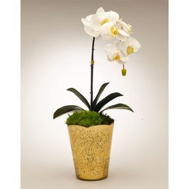 White Orchid in Gold Vintage Mercury Glass