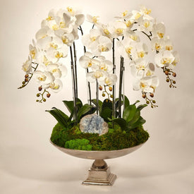 White Orchids and Celestite in Large Silver Urn