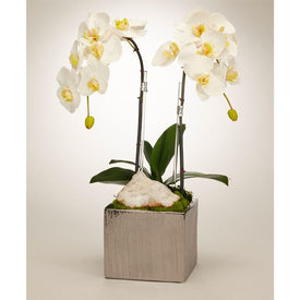 Double White Orchids with Quartz in Silver Square