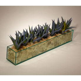Blue Agave in Rectangular Glass Container with Cream Moss