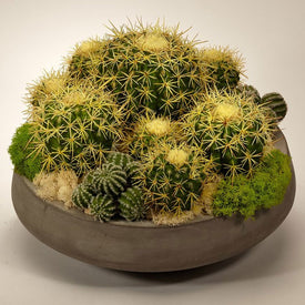 Barrel Cactus in Large Concrete Bowl