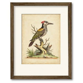 Edwards Woodpecker 16" x 20" Framed and Matted Art