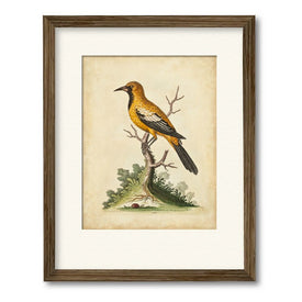 Edwards Gold Finch 16" x 20" Framed and Matted Art
