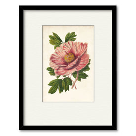 Striking Peony 16" x 20" Framed and Matted Art
