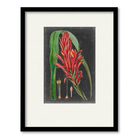 Dramatic Tropicals II 16" x 20" Framed and Matted Art