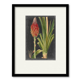 Dramatic Tropicals IV 16" x 20" Framed and Matted Art