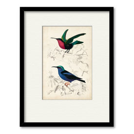 D'Orbigny Birds I 16" x 20" Framed and Matted Art
