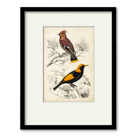 D'Orbigny Birds V 16" x 20" Framed and Matted Art
