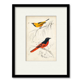 D'Orbigny Birds VIII 16" x 20" Framed and Matted Art
