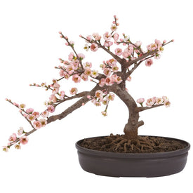 15" Faux Cherry Blossom Bonsai Tree