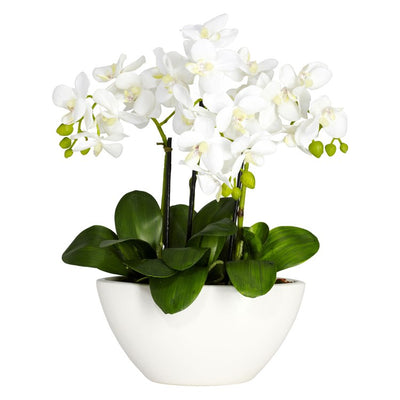 Product Image: 4804 Decor/Faux Florals/Plants & Trees