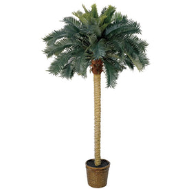 6' Sago Palm Tree with 50 Leaves