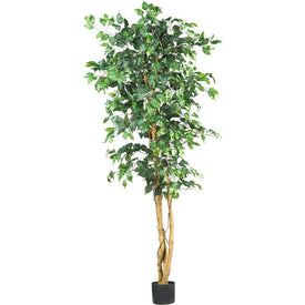 6' Ficus Tree x 3 with 1,008 Leaves