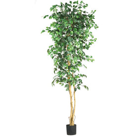 7' Ficus Tree x 3 with 1,260 Leaves