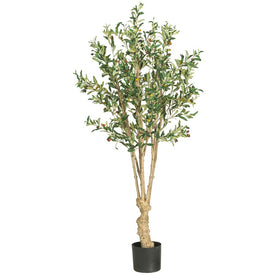 5' Olive Tree with 1380 Leaves