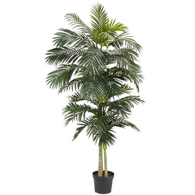 8' Golden Cane Palm Tree