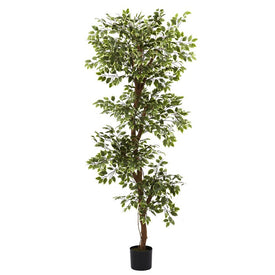 6' Variegated Ficus Tree with 1,944 Leaves