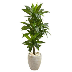 4' Dracaena Plant in Sand Colored Planter Real Touch