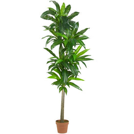 6' Dracaena Plant Real Touch