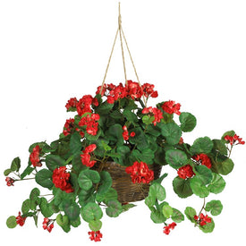 Geranium Hanging Basket - Red