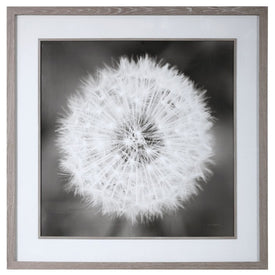 Dandelion Seedhead Framed Art Print by Majchrowicz