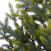 T1865 Holiday/Christmas/Christmas Trees