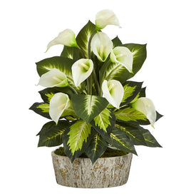 19" Calla Lily and Golden Dieffenbachia Artificial Plant in Weathered Oak Planter
