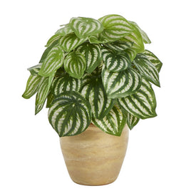 11" Watermelon Peperomia Artificial Plant in Ceramic Planter (Real Touch