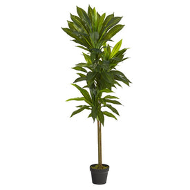 56" Dracaena Artificial Plant (Real Touch