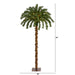 T1450 Holiday/Christmas/Christmas Trees