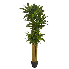6' Corn Stalk Dracaena Artificial Plant (Real Touch