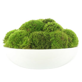 18" Artificial Moss in Round White Container