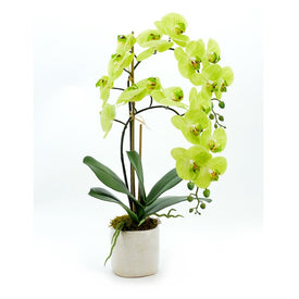 25" Artificial Green Orchids in Cream Ceramic Vase