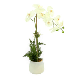 24" Artificial White Orchids and Fern in White Glass Vase