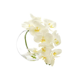 12" Artificial White Orchids in Flat Round Glass Vase