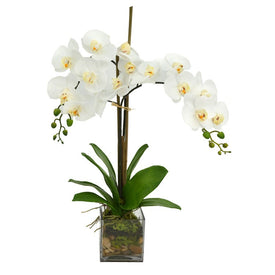 28" Artificial White Orchid with Moss in Square Glass Vase